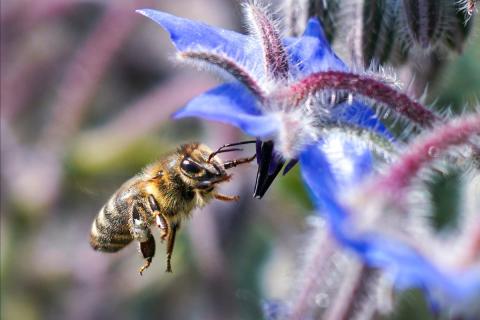 Honey bee gathering nectar from a blue-violet flower.