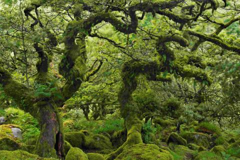 Wistman's Wood is an oakwood forest on Dartmoor in Devon, England. 