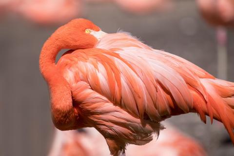 The American Flamingo (Phoenicopterus ruber).