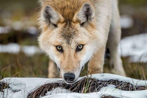 The Eurasian wolf (Canis lupus). Also known as the gray or grey wolf or as the Timber wolf.