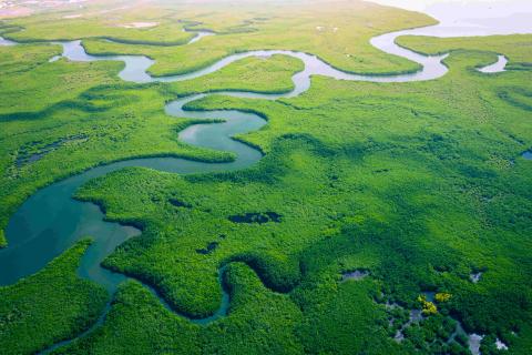 Aerial view of mangrove forest in The Gambia.