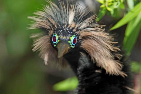 A male American darter (Anhinga anhinga) in the Everglades National Park, Florida.