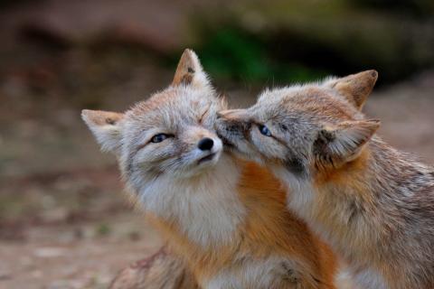 A swift fox and kit.