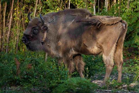 One of four bisons explores her surroundings as they are released into West Blean and Thornden Woods, near Canterbury in Kent, in 2022.