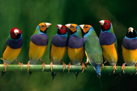 Gouldian finches.