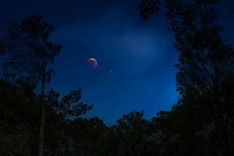 A blood moon lunar eclipse, Everglades, Florida.