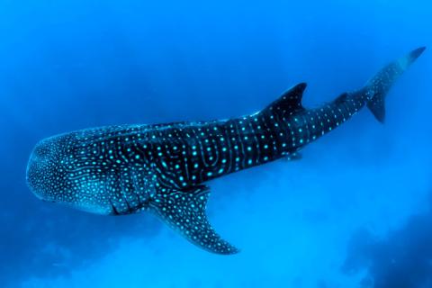 The whale shark is the largest known fish.