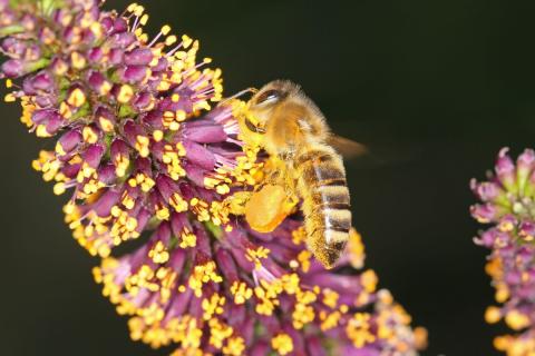 A honeybee collects pollen from the flowers of desert false indigo. 