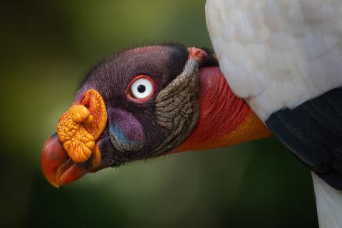 Headshot of king vulture. 