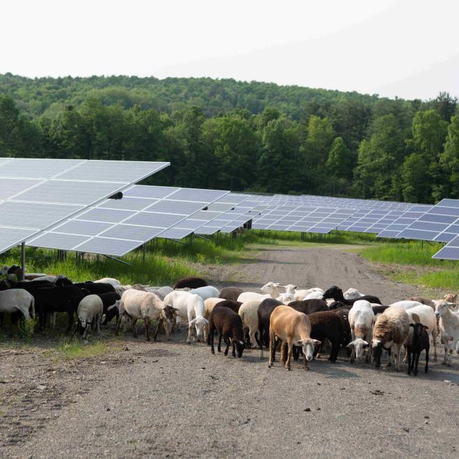 Sheep grazing and using solar panels for shade on an agrivoltaic farm. 