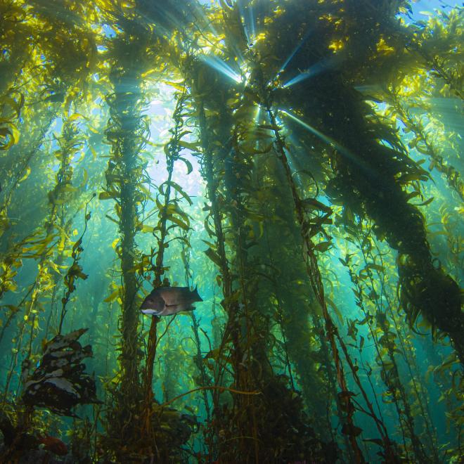 A sunburst shines through an underwater photo of a kelp forest in Santa Barbara, California.
