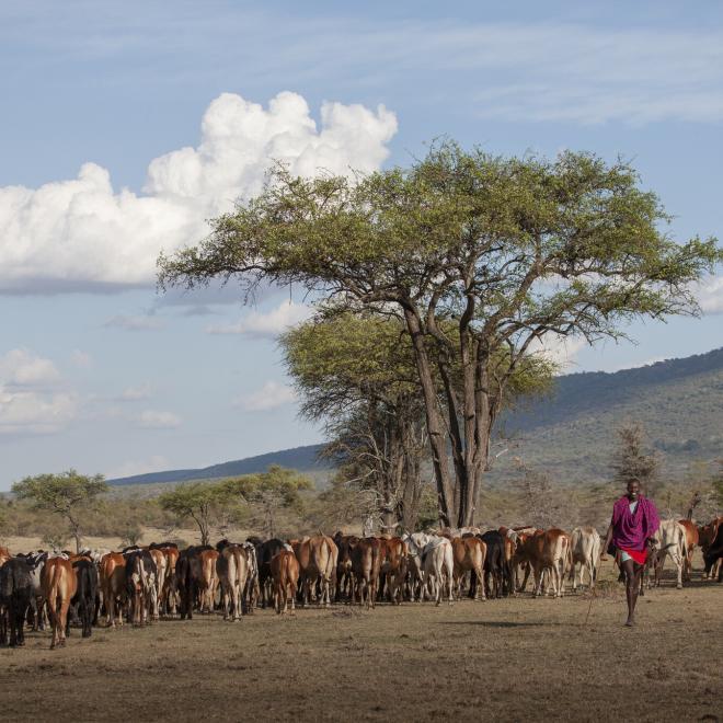 A Maasai shepherd with traditional clothes watching cows in Masai Mara National Reserve.