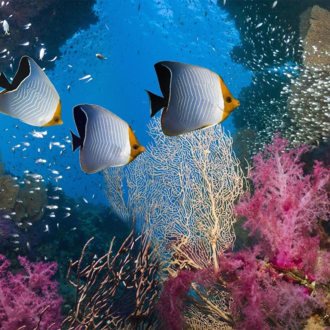 Coral reef scenery with a pair of golden butterflyfish