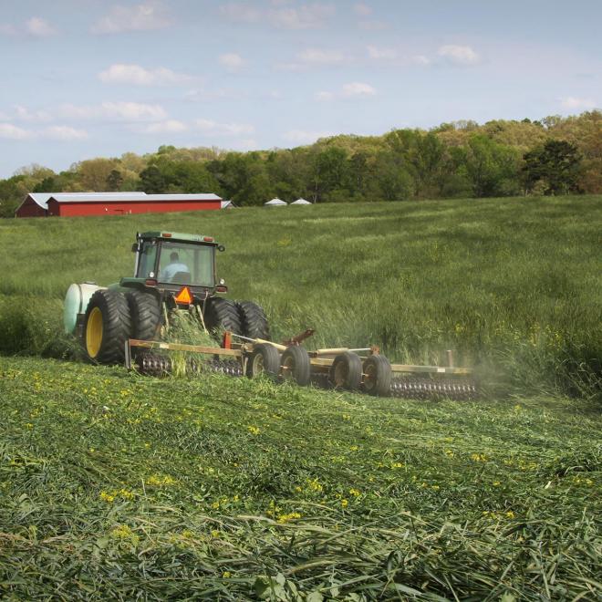 A producer in Stanly County, North Carolina, rolls down a cover crop just minutes before planting corn.