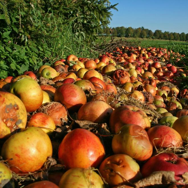 A large row of apples rotting in a field.