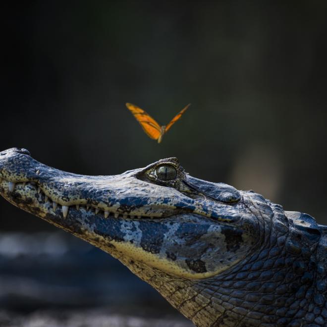 Butterfly on head of Yacare caiman.