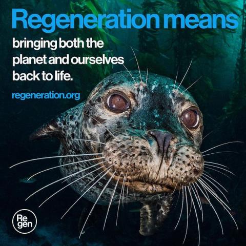Photo by Regeneration on July 03, 2021. A seal under water with text that says 'Regeneration means bringing both the planet and ourselves back to life.'