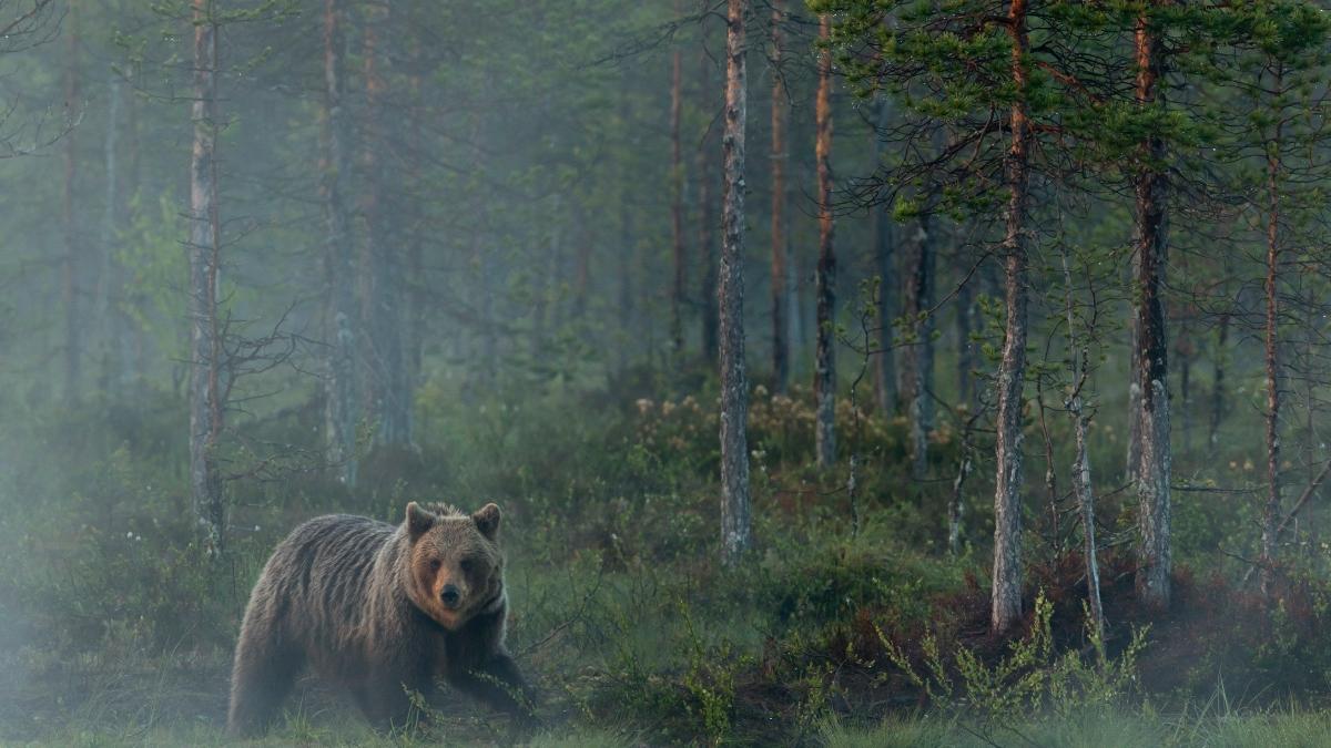 European brown bear (Ursus arctos) reflected in a forest pond in evening mist, Finland.