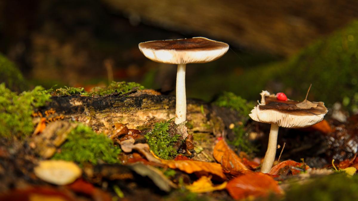 Autumn wild Mushrooms growing in leaf mold on the forest floor at Ranmore Common, Surrey, UK.