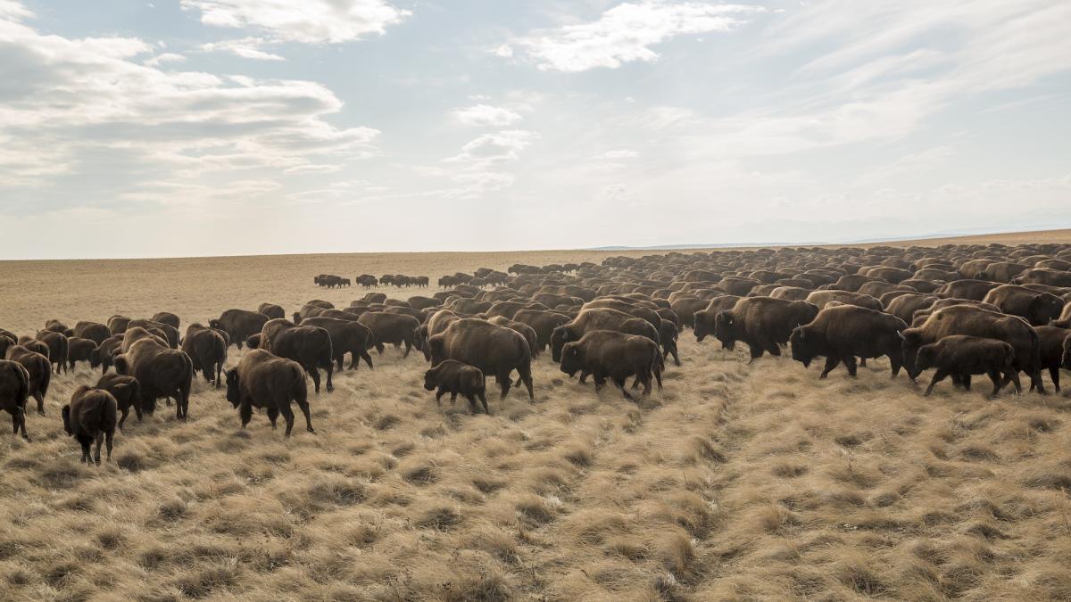 Bison on the Blackfeet Indian Reservation in northern Montana moving  to their fall pasture