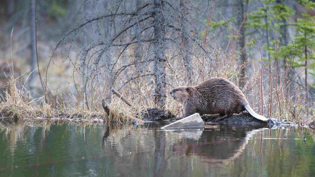 Daytime shot of a beaver.