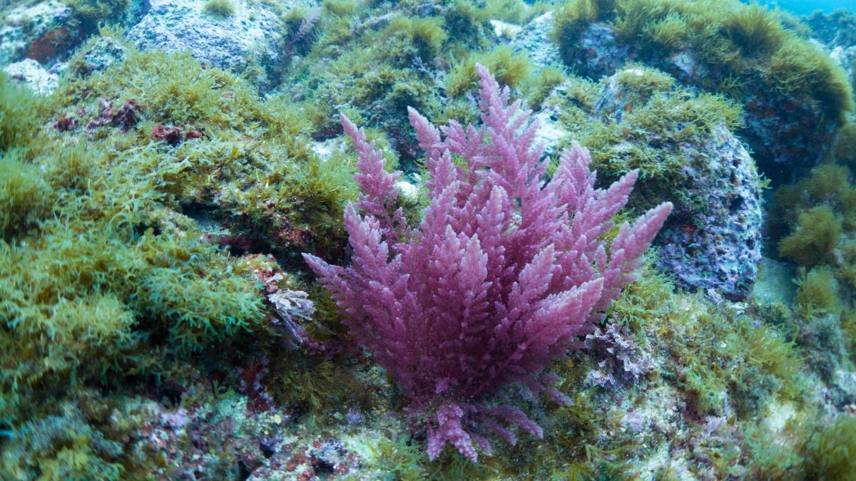 Red algae, Asparagopsis taxiformis, from the Mediterranean, Malta.