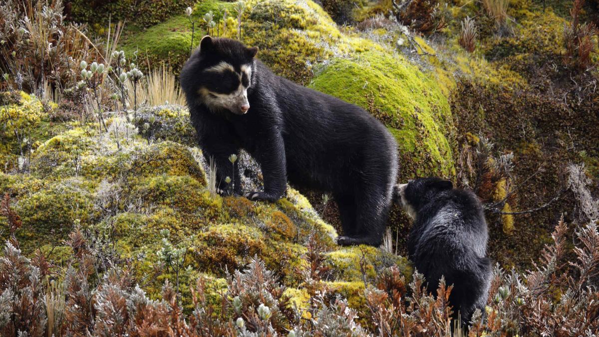 Spectacled Bear mother and cub (Tremarctos ornatus) at Cayambe-Coca ecological reserve, Ecuador.