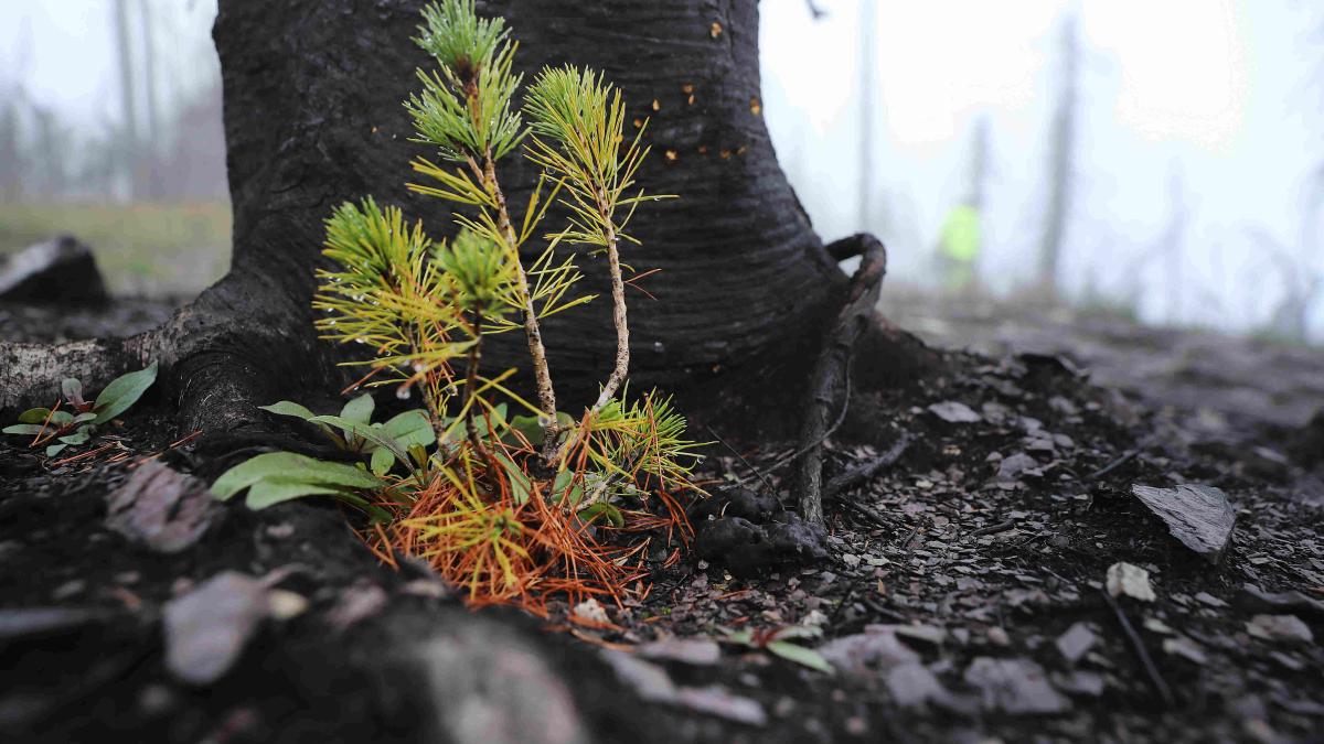 A whitebark pine seedling that was planted a year earlier stands in ground blackened by fire in Glacier National Park, Montana.