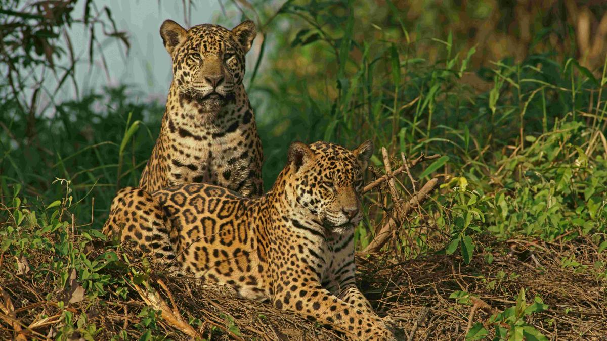 Two male jaguars lying on a riverbank in Pantanal, Mato Grosso, Brazil.