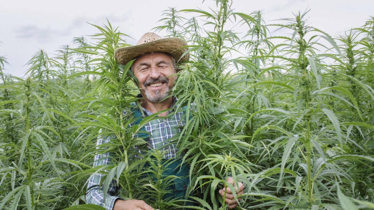 Hemp Farmer smiling in a hemp field.