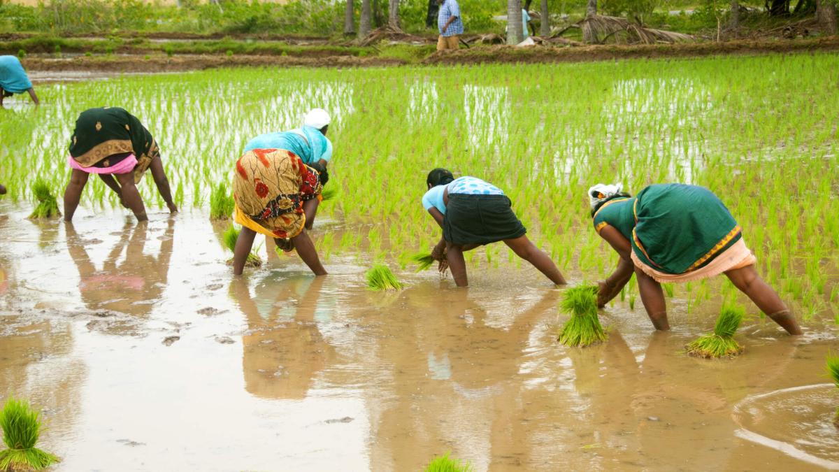 Women farmers working in a rice field in Kanchipuram, Tamil Nadu, India.