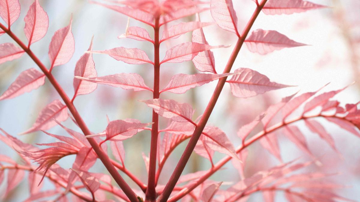 Chinese toon, Toona Sinesis, is among the world’s most nutritious vegetables.