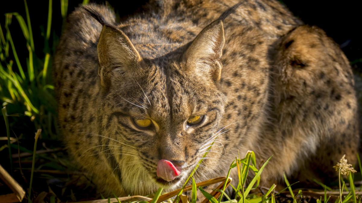 The a Iberian Lynx is crouched in grass while licking its chops.