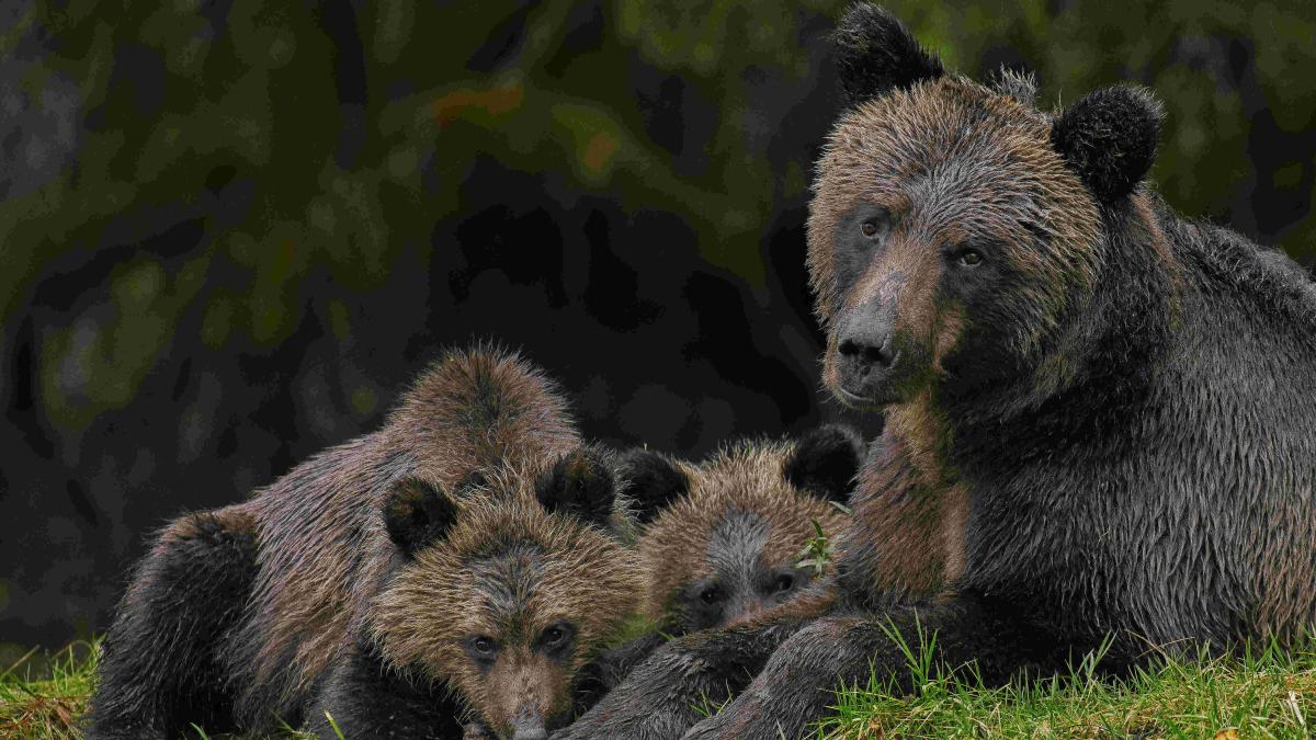 Female grizzly bear and two cubs in the Great Bear Rainforest, Canada.