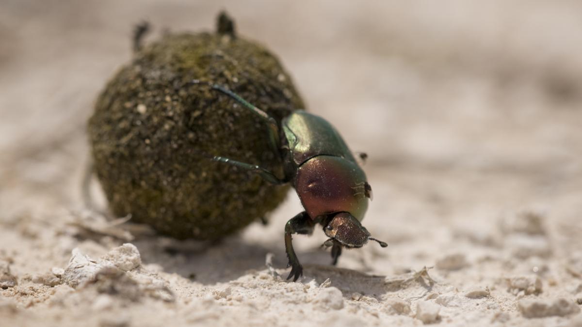 Close-up of Dung Beetle pushing ball of elephant dung through desert.