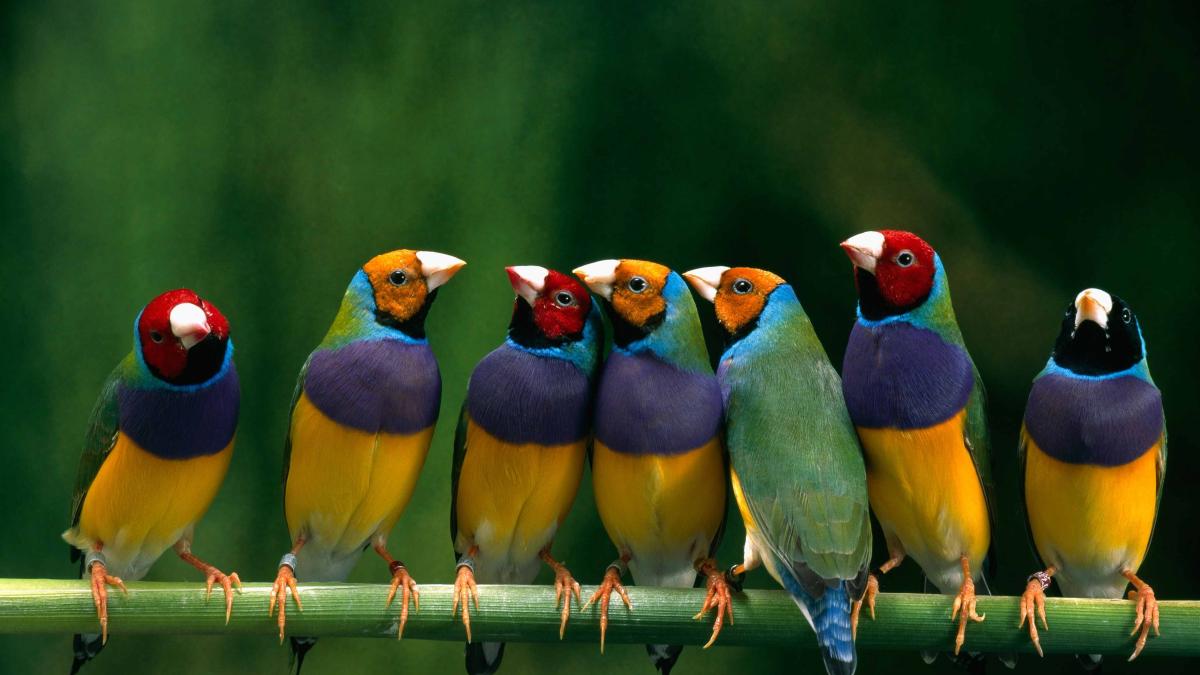 Seven Australian gouldian finches on a branch.