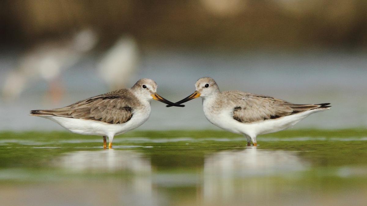 A pair of Terek Sandpipers standing opposite of each other with their beaks touching.