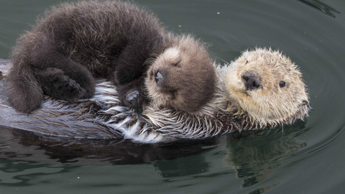 Sea Otter (Enhydra lutris) mother with three-day-old newborn pup, Monterey Bay, California.