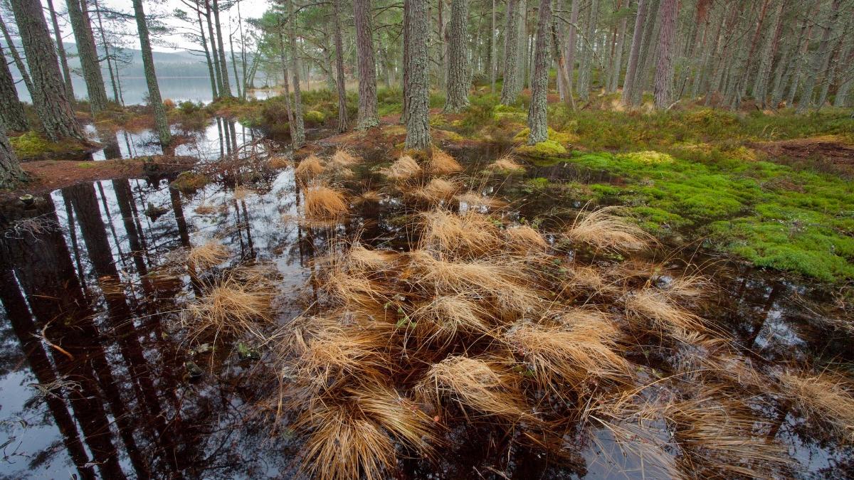 Wetland area of Scots pine in the Abernethy Forest, Cairngorms National Park, Scotland.