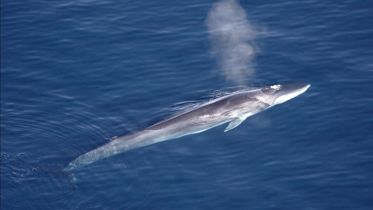 A fin whale.