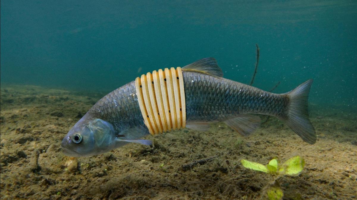 Squalius (fish) entangled on a piece of plastic tube.