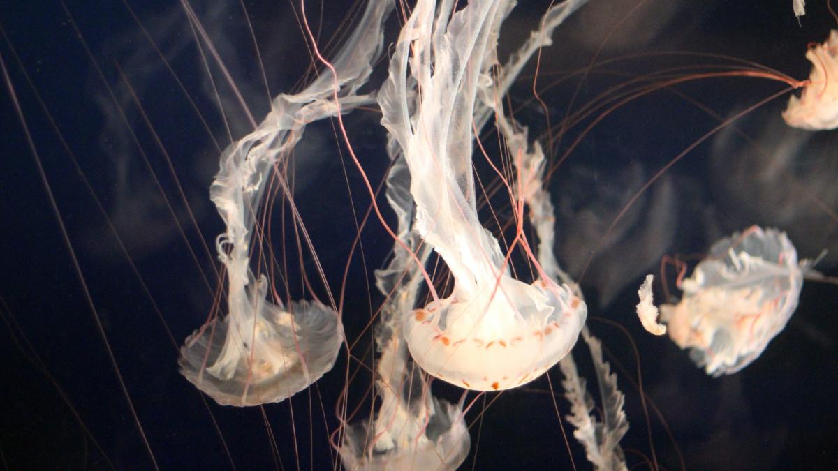 Jellyfish swimming at Vancouver Aquarium.