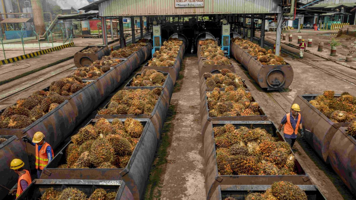 Palm fruit is moved into high-pressure steam chambers to remove impurities.