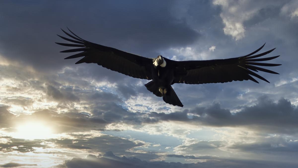 Photo of Andean Condor flying with a cloudy sky in the background.