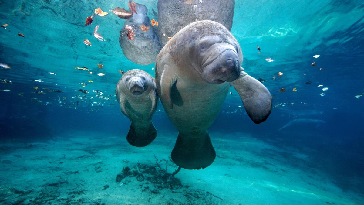 West Indian Manatees. Mother and calf at Three Sisters Springs in Florida.