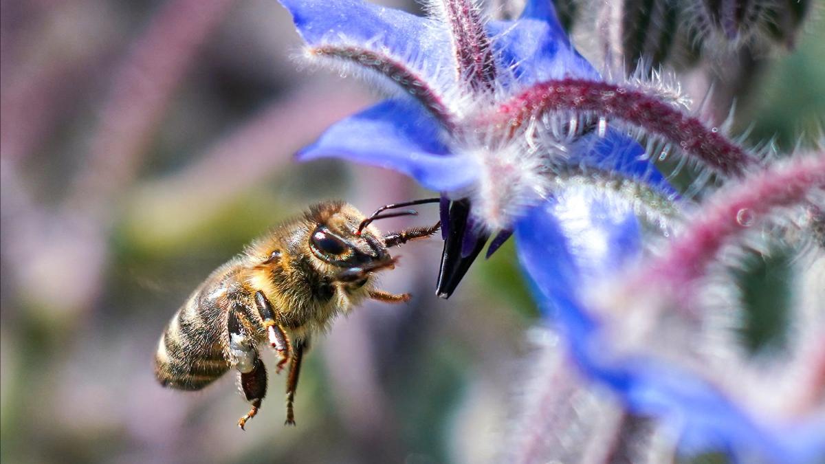 Honey bee gathering nectar from a blue-violet flower.