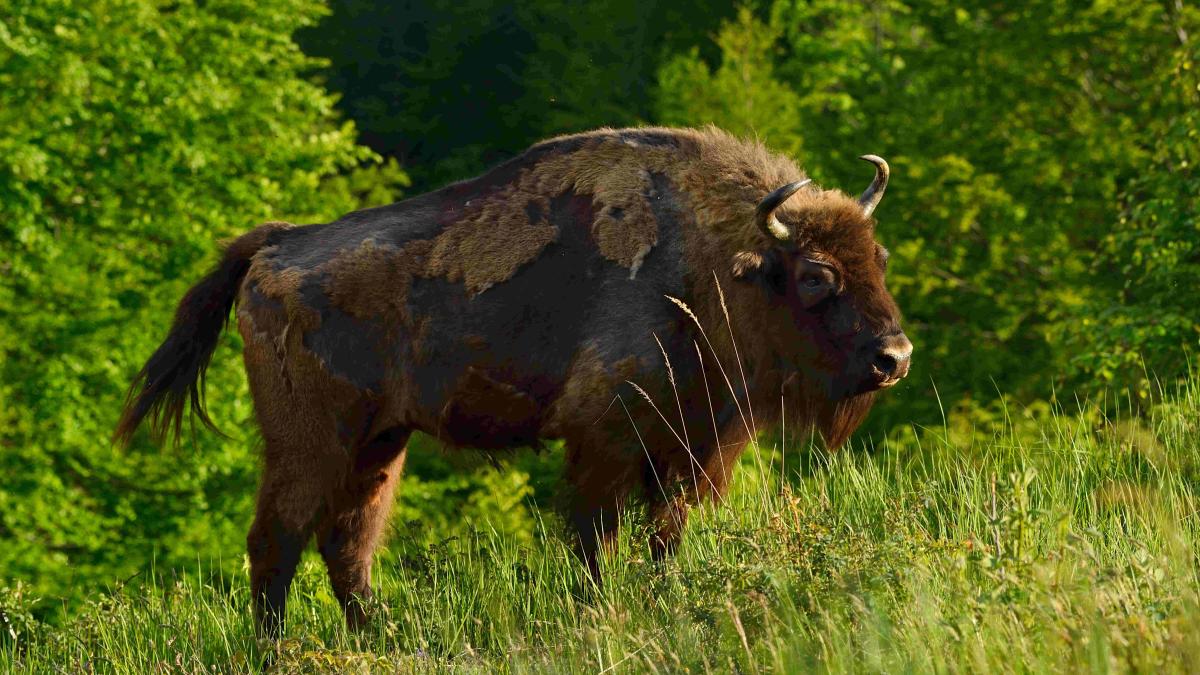 European bison (Bison bonasus), released into the Tarcu Mountains nature reserve in Southern Carpathians, Romania. May, 2014.