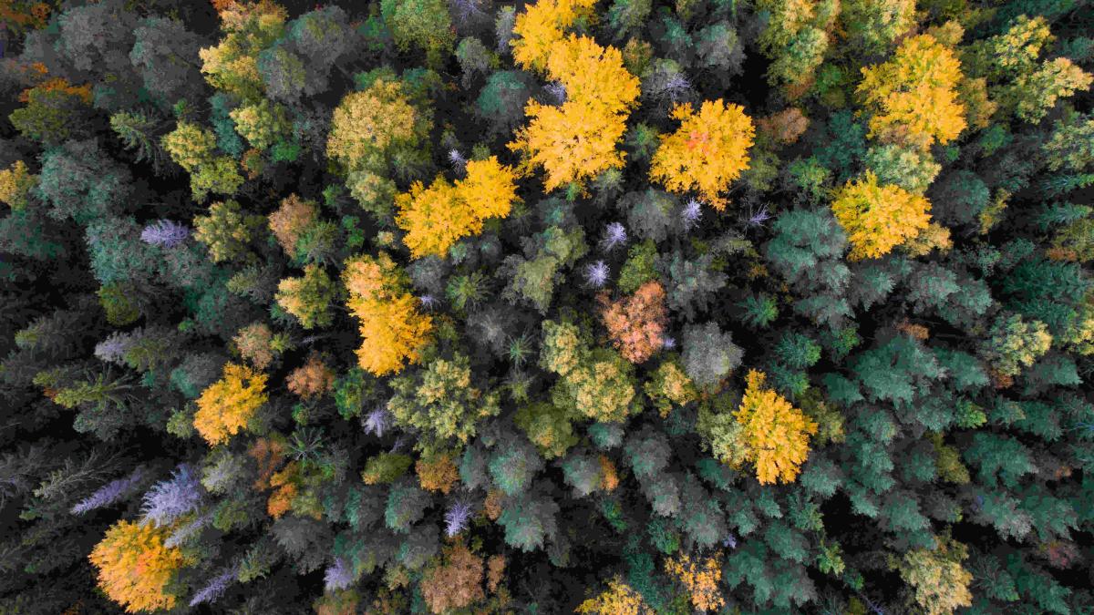 Aerial shot of the nordic boreal forest, with colors from dark green to bright yellow.