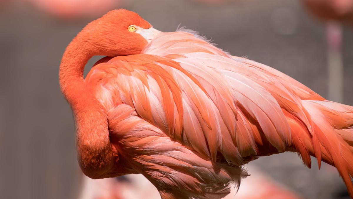 The American Flamingo (Phoenicopterus ruber).
