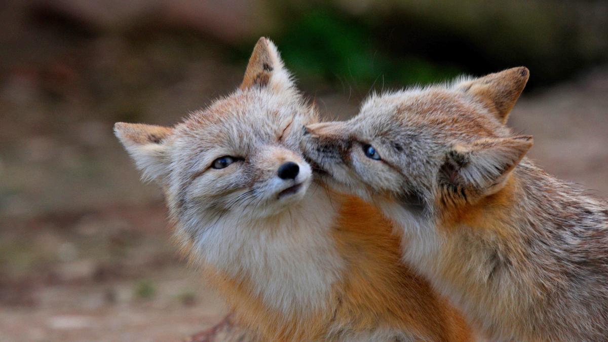 A swift fox and kit.